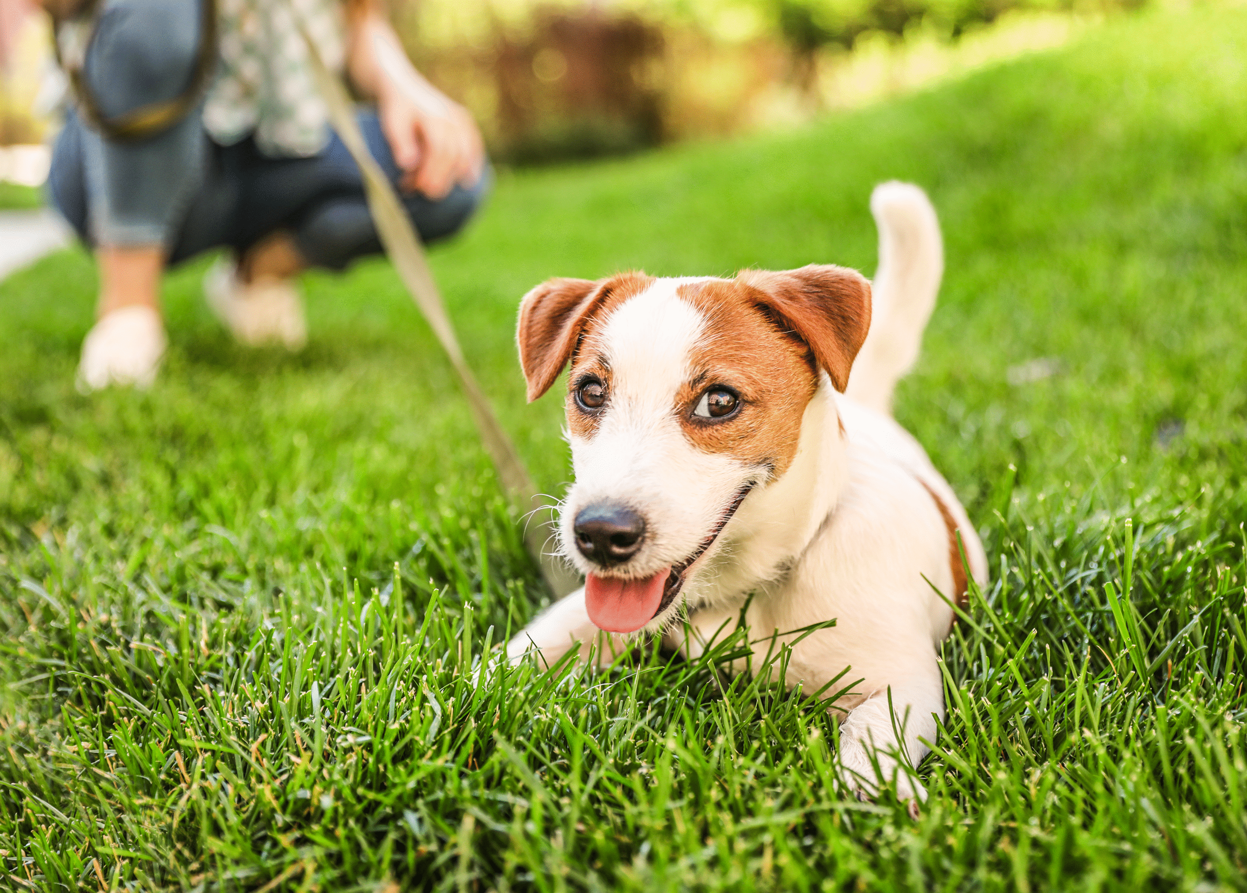 Pre_book_Panamby_img_cachorro